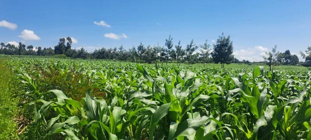 Nakuru Njoro Prime Land - main view