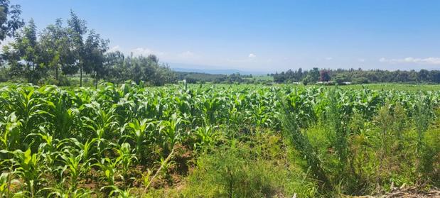 Nakuru Njoro Prime Land - thumbnail 3