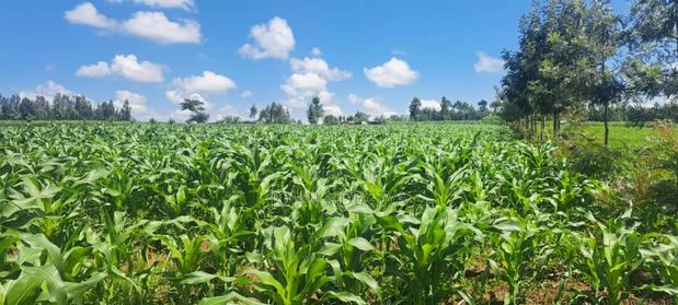 Nakuru Njoro Prime Land - thumbnail 4