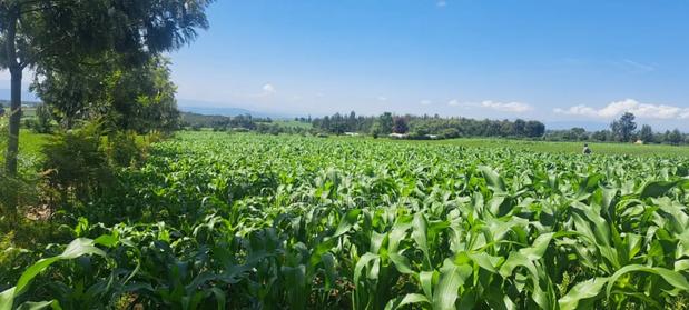 Nakuru Njoro Prime Land - thumbnail 5