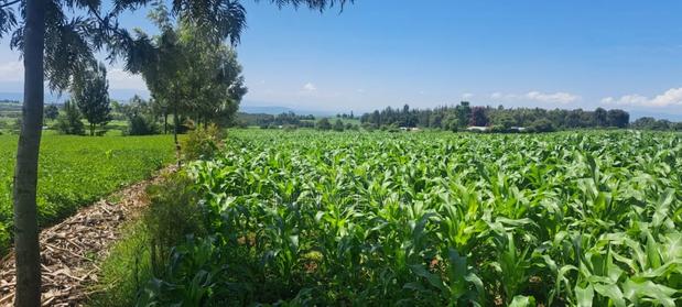 Nakuru Njoro Prime Land - thumbnail 6