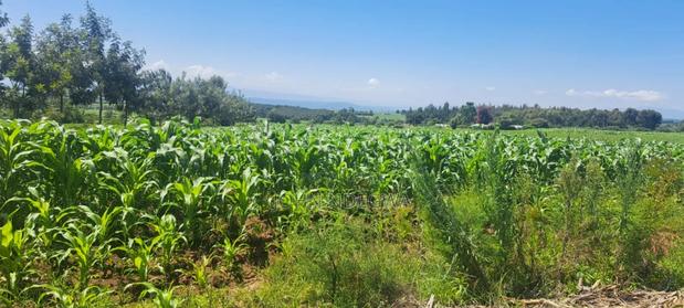 Nakuru Njoro Prime Land - thumbnail 7