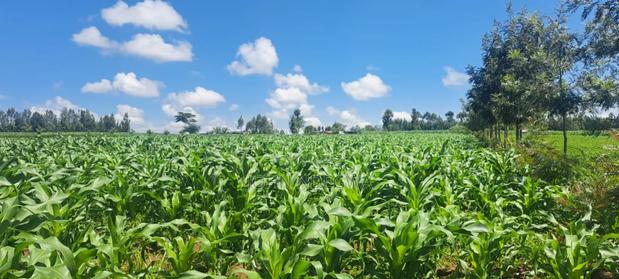 Nakuru Njoro Prime Land - thumbnail 8