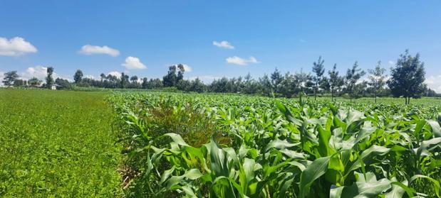 Nakuru Njoro Prime Land - thumbnail 9