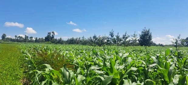 Nakuru Njoro Prime Land - thumbnail 10