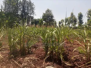 Mugutha 2 Acres for Sale