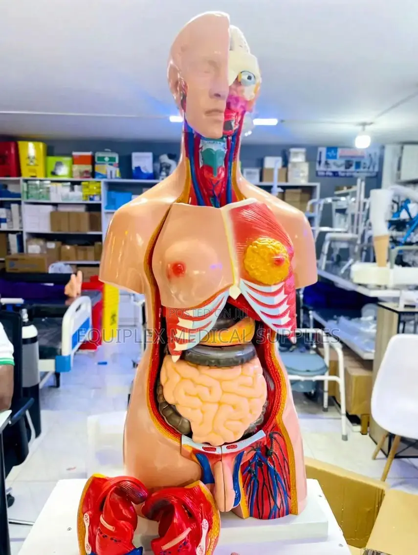 Anatomy Trunk Model With Internal Organs / Organs Manikins