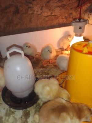 Health Chicks - main view