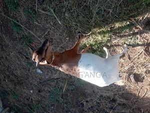 Goat for Sale - main view