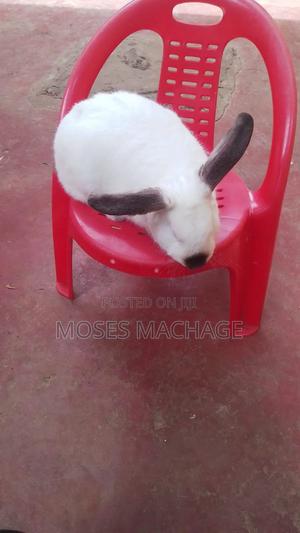 Hybrid Rabbits - main view