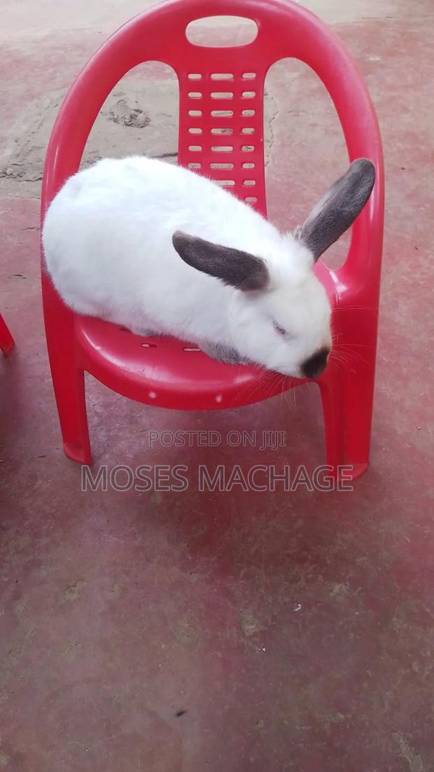 Hybrid Rabbits - thumbnail 2
