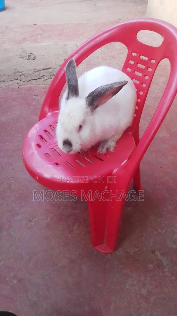 Hybrid Rabbits - thumbnail 3