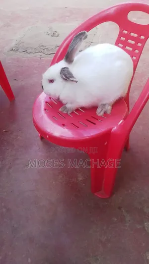 Hybrid Rabbits