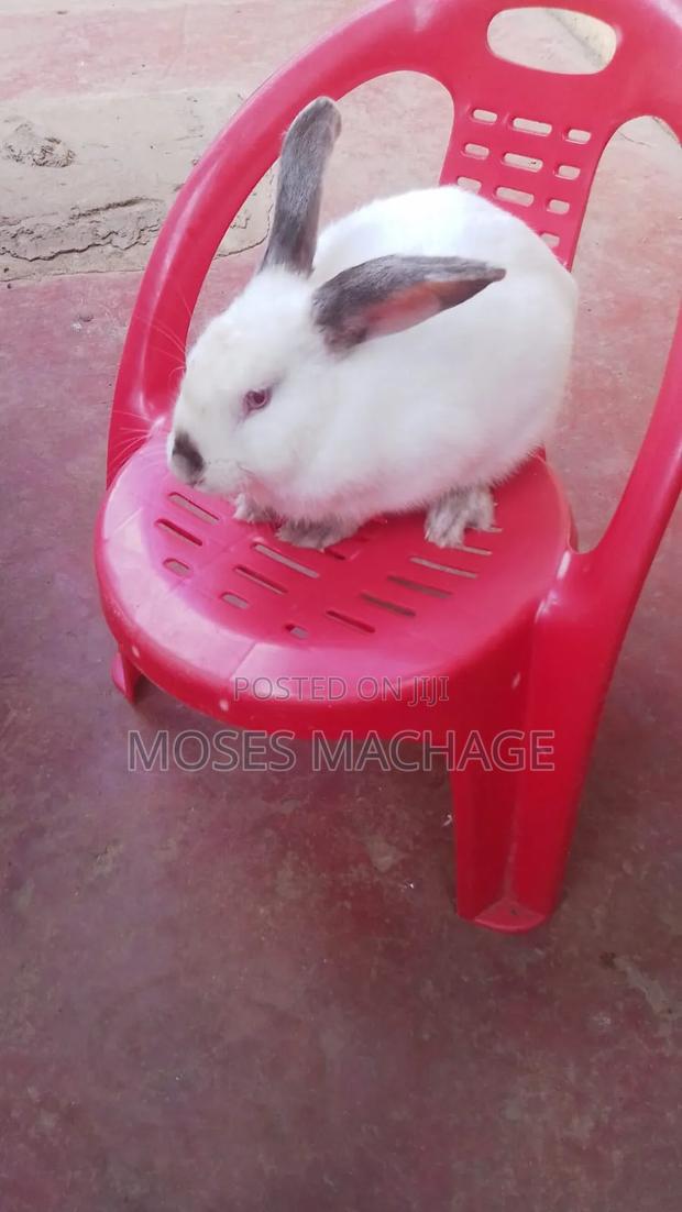 Hybrid Rabbits - thumbnail 5