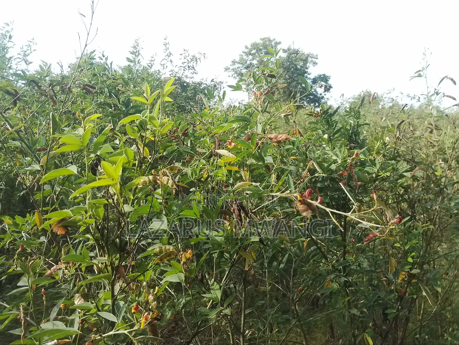 5 Acre-river Touching Land On Sale.