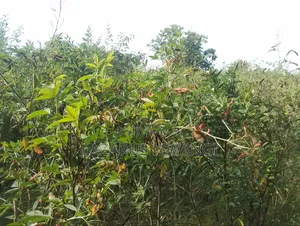 5 Acre-river Touching Land On Sale.