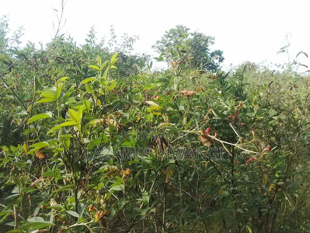 5 Acre-river Touching Land On Sale. - thumbnail 5