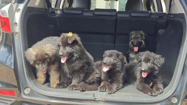 1-3 months Male Purebred German Shepherd - thumbnail 6
