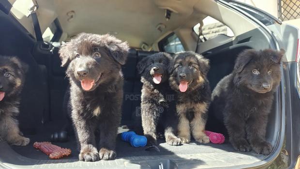 1-3 months Male Purebred German Shepherd - thumbnail 7