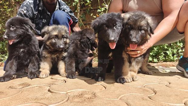 1-3 months Male Purebred German Shepherd - thumbnail 8
