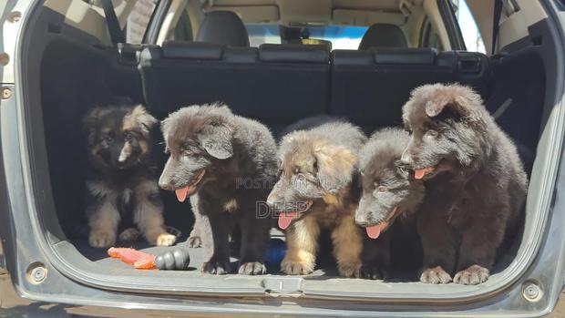 1-3 months Male Purebred German Shepherd - thumbnail 9