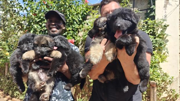 1-3 months Male Purebred German Shepherd - thumbnail 10