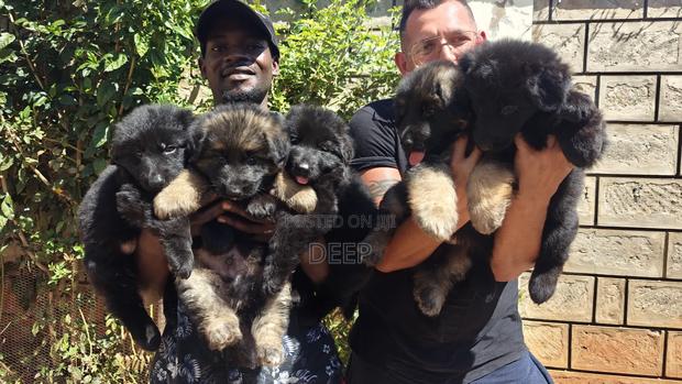 1-3 months Male Purebred German Shepherd - thumbnail 11