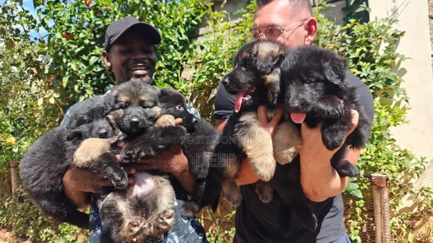 1-3 months Male Purebred German Shepherd - thumbnail 12