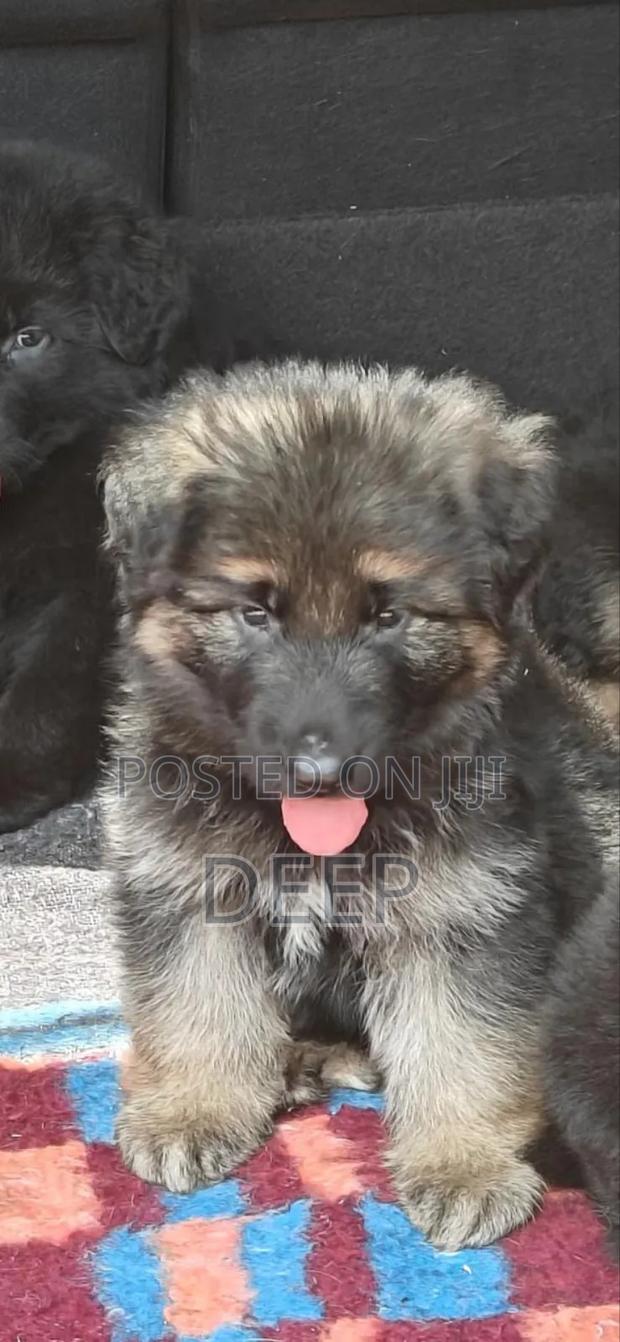 1-3 months Male Purebred German Shepherd - thumbnail 13