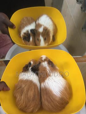 Hamster for Sale - main view