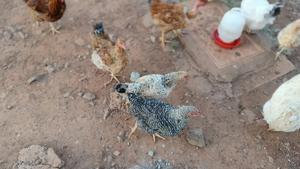 Poultry Chicken Both Hen and Jogoos - main view