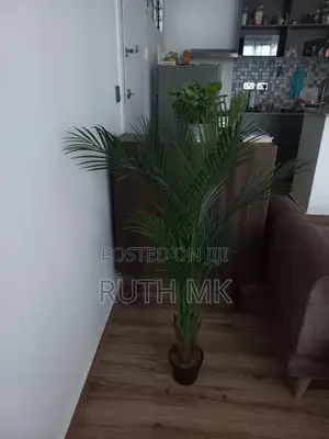 Large Aesthetic Decorative Floor Plant