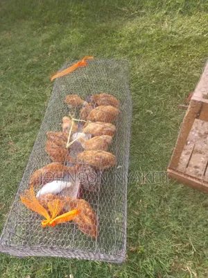 Chicken Cages