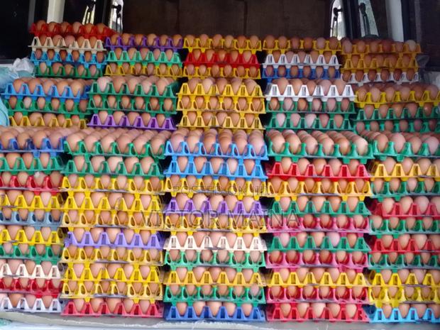 Layers Eggs for Sale - main view