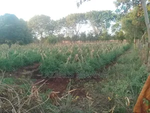 2 Acres Near River Tana at Nthingini Area With Title
