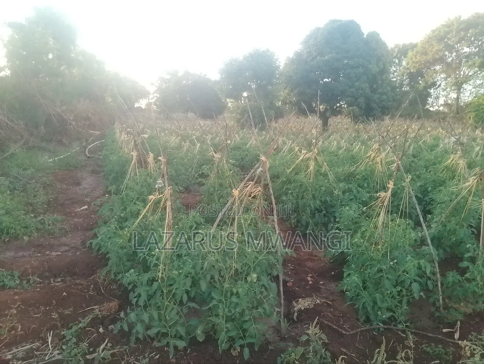 2 Acres Near River Tana at Nthingini Area With Title
