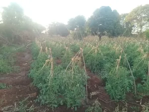 2 Acres Near River Tana at Nthingini Area With Title