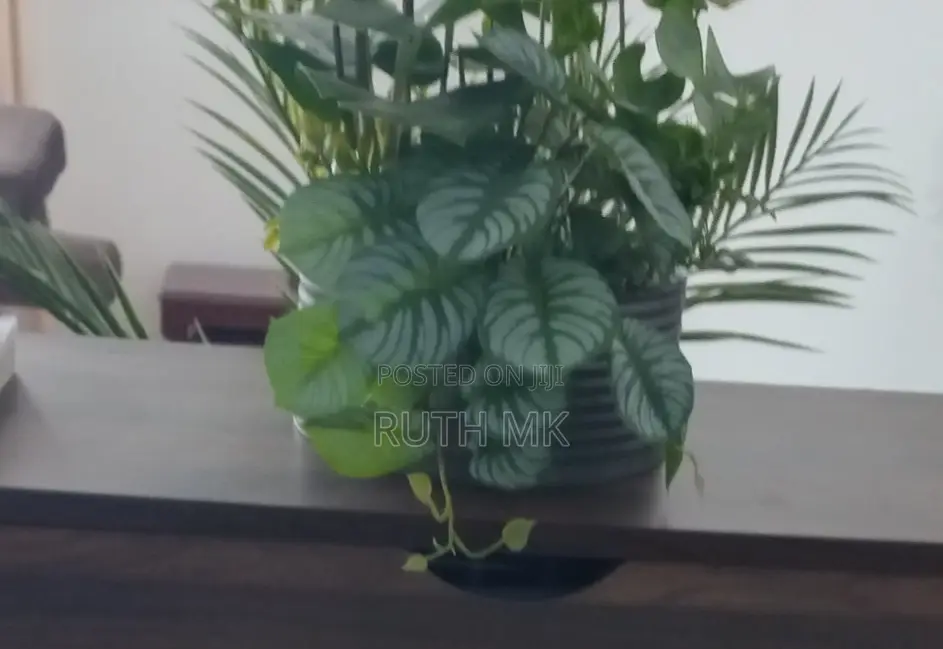 Compact Decorative Accent Table Plant
