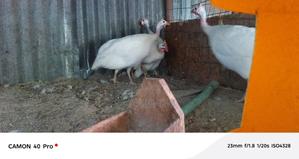 Guinea Fowls - main view