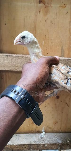 Parrot Beak Kuchi Chicks - main view