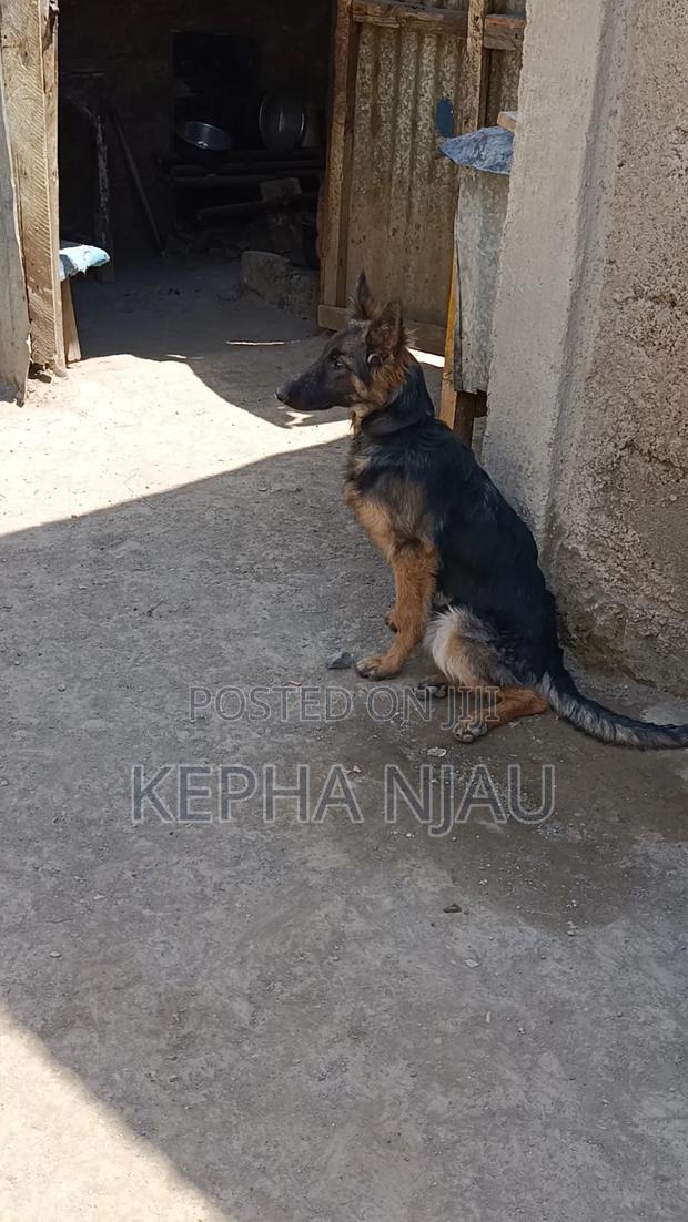 3-6 months Female Purebred German Shepherd