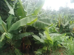 20 Acres Wamunyu Machakos - Touching River Athi Selling at 1m.Per Acre