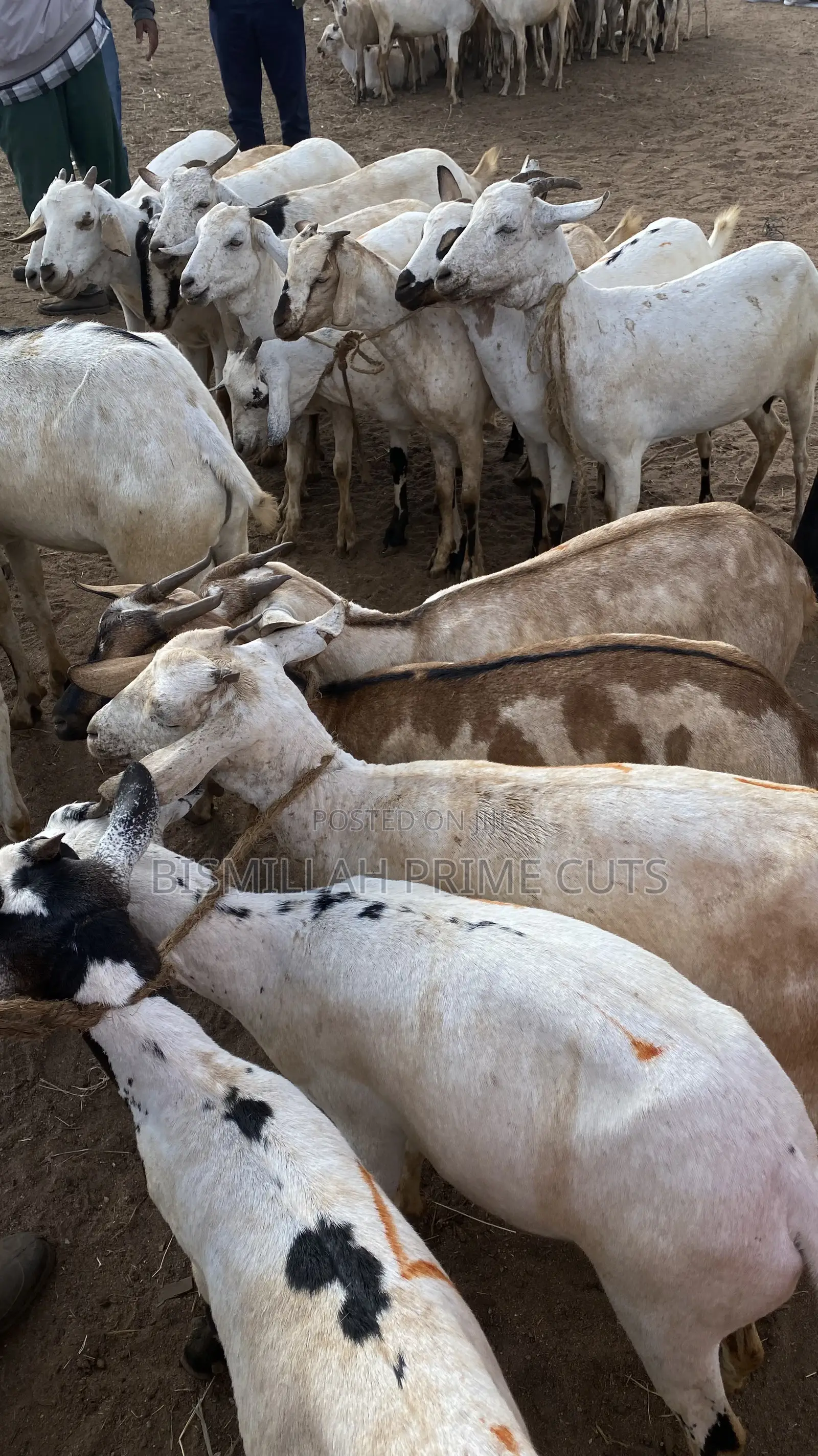 Fresh Halal Goat Meat Mutton - Bismillah Prime Cuts