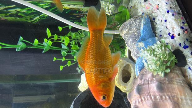 Colorful And Healthy Goldfish