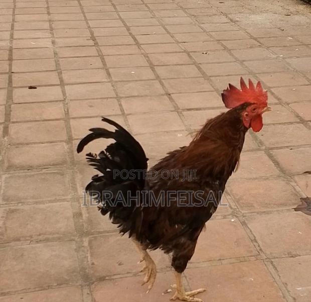 Jogoo Wa Keinyeji