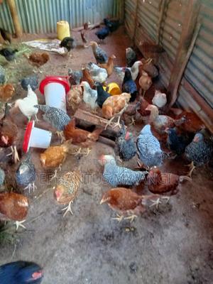 Mixed Kienyeji Chicken - main view