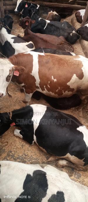 County Breeders - main view