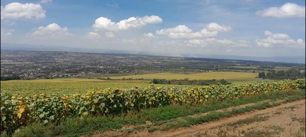 Nakuru Kiamunyi Land - thumbnail 4