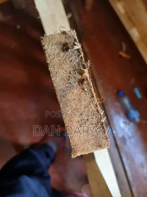 Bedbugs Fumigation Services in Nairobi