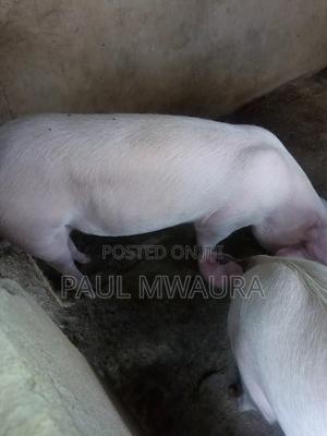 Pigs for Sale - main view